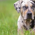 Catahoula Cur images