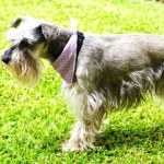 Cesky Terrier full hd