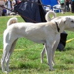 Cretan Hound download