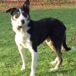 Cumberland Sheepdog image