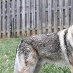 Czechoslovak Wolfdog cute