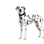 Dalmatian breed desktop wallpaper