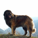 Estrela Mountain Dog cute