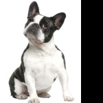 French Bulldog download wallpaper