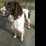 French Spaniel free