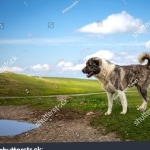 Georgian Shepherd Dog 1080p