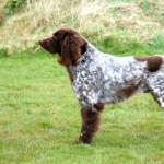 German Longhaired Pointer photos