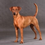 German Pinscher breed