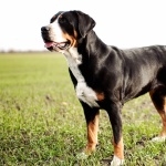 Greater Swiss Mountain Dog background