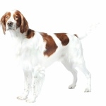 Irish Red and White Setter hd photos