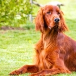 Irish Setter new wallpapers