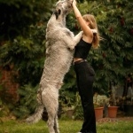 Irish Wolfhound cute