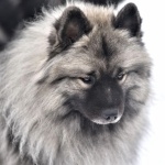 Keeshond cute