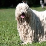 Komondor full hd