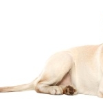 Labrador Retriever background