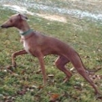 Mahratta Greyhound image