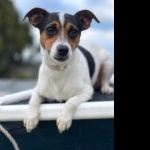 Miniature Fox Terrier high definition photo