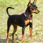 Miniature Pinscher 2025