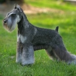 Miniature Schnauzer hd pics