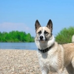 Norwegian Elkhound free download