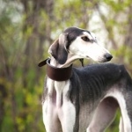 Old Croatian Sighthound free wallpapers