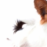 Papillon breed hd