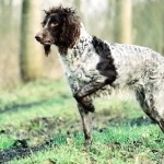 Pont-Audemer Spaniel free