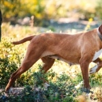 Portuguese Pointer high definition photo