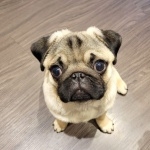 Pug hd wallpaper