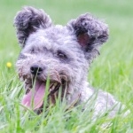 Pumi breed pics