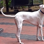 Rajapalayam breed full hd