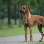 Rhodesian Ridgeback download