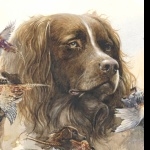 Saint-Usuge Spaniel images