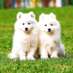 Samoyed breed desktop