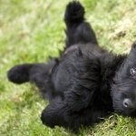 Scottish Terrier cute