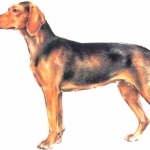 Serbian Hound photo