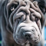 Shar Pei background