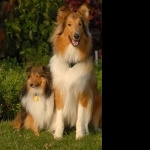 Shetland Sheepdog breed