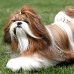 Shih Tzu breed