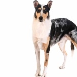 Smooth Collie high definition photo