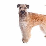 Soft-Coated Wheaten Terrier wallpapers hd