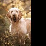 Spinone Italiano photos