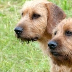 Styrian Coarse-haired Hound cute