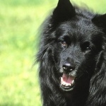 Swedish Lapphund wallpapers hd