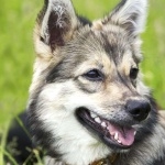 Swedish Vallhund pic