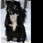 Tahltan Bear Dog pics