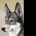 Tamaskan Dog high definition photo