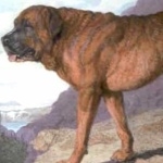 Terceira Mastiff desktop