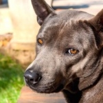 Thai Ridgeback cute