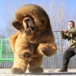 Tibetan Mastiff wallpapers